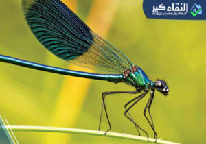 اليعسوب