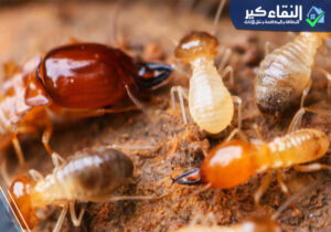 مكافحة النمل الابيض