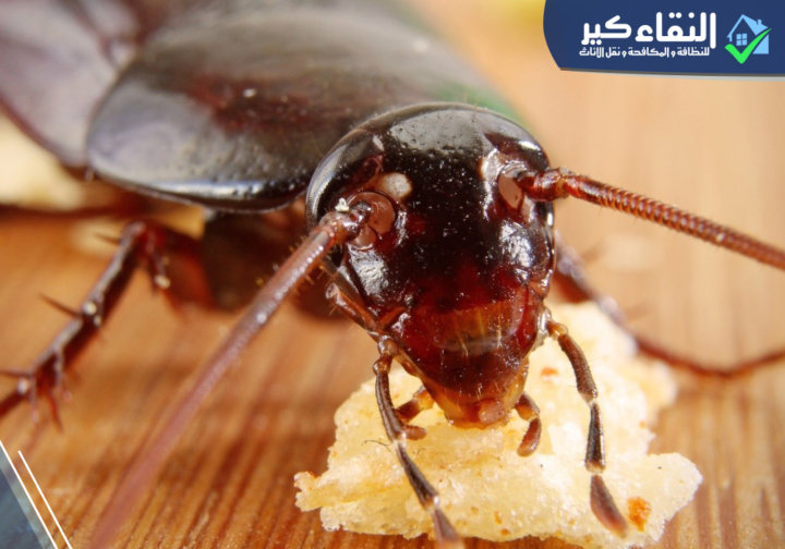 طريقة تكاثر الصراصير Cockroachs