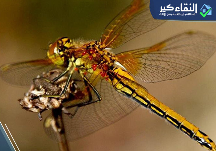 غذاء اليعسوبات - الدبور