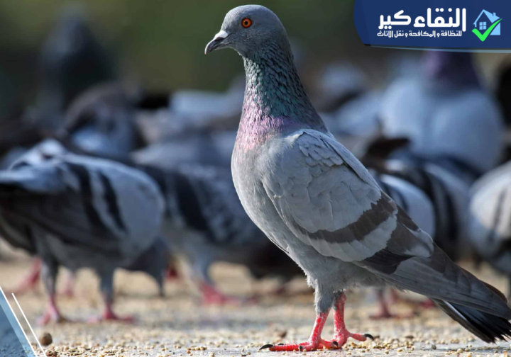 تركيب طار حمام بالمدينة المنورة
