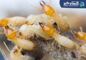 مبيد وجاء الرياض للنمل الابيض