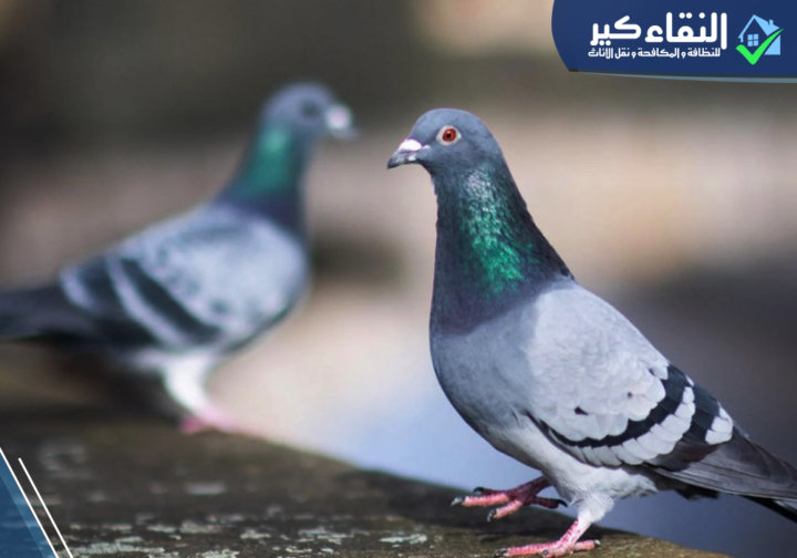 مكافحة الحمام بالمدينة المنورة