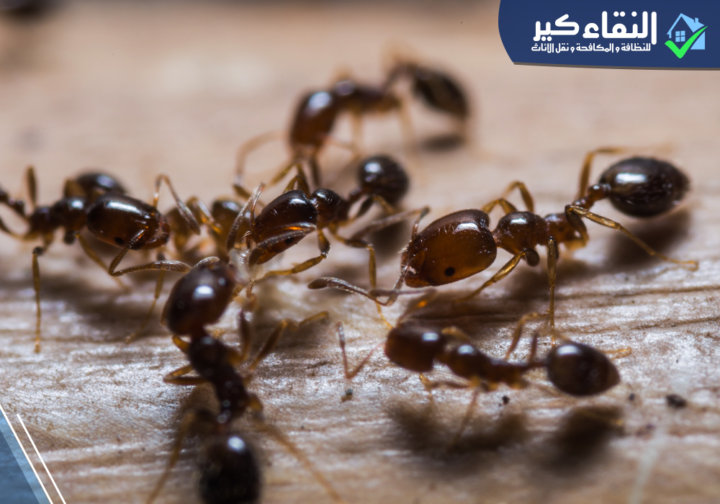 طرق القضاء على النمل الابيض