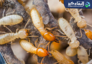 علاج الأرضة