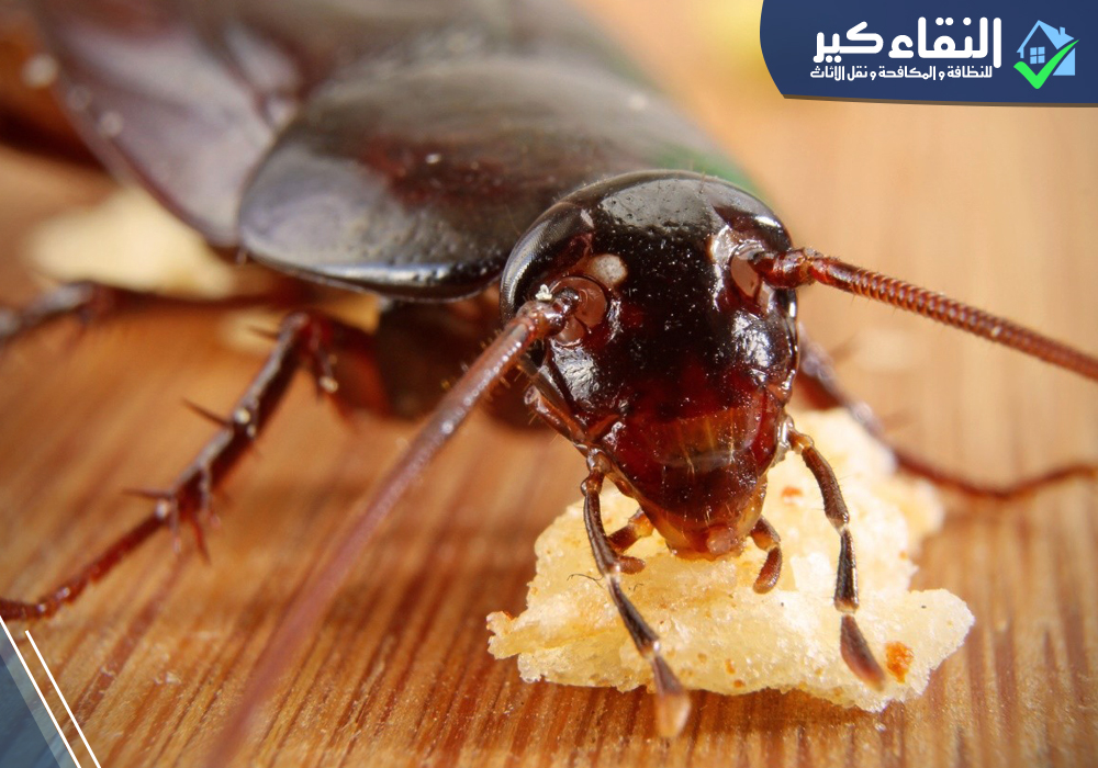 أسباب ظهور الصراصير في المنزل مع شركة النقاء