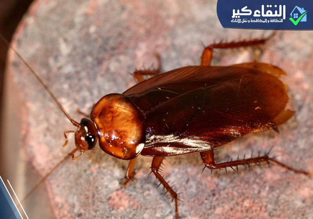طرق مكافحة الآفات للتخلص من الصراصير في المنزل للأبد