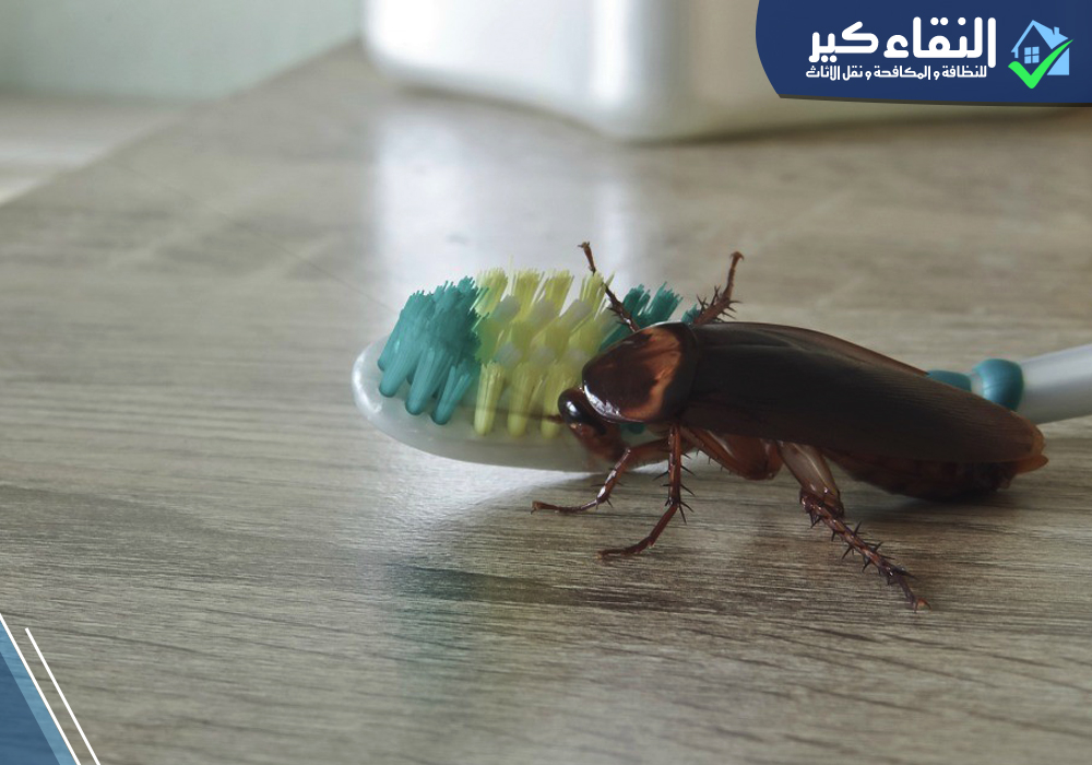 أسباب ظهور الصراصير في المنزل