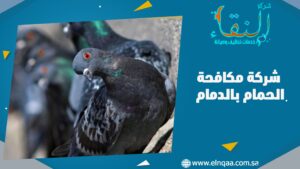 شركة مكافحة الحمام بالدمام