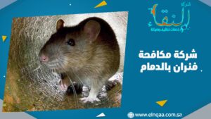 شركة مكافحة فئران بالدمام